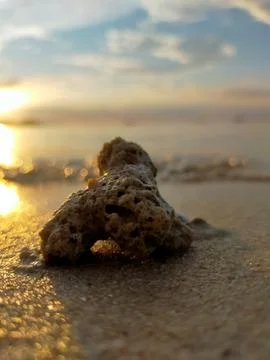 Shells on the beach Stock Photos