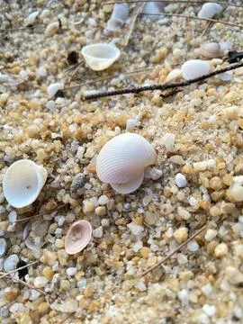 Shells on the beach Foto stock