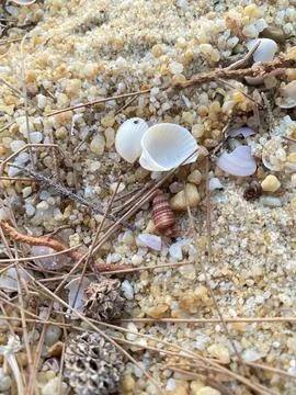 Shells on the beach Stock Photos