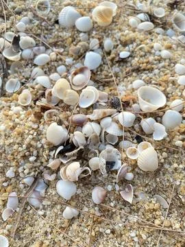 Shells on the beach Stock Photos
