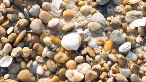 Shells on the beach Foto stock