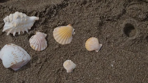 Shells on the beach with sand and a small hole Stock Footage 335349753