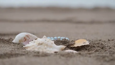 Shells on the beach sand near the water Stock Footage 337445606