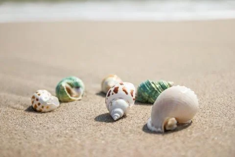 Shells on the beach at the sea concept summer for travel and holiday Foto stock