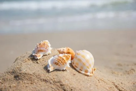 Shells on the beach at the sea concept summer for travel and holiday 스톡 사진