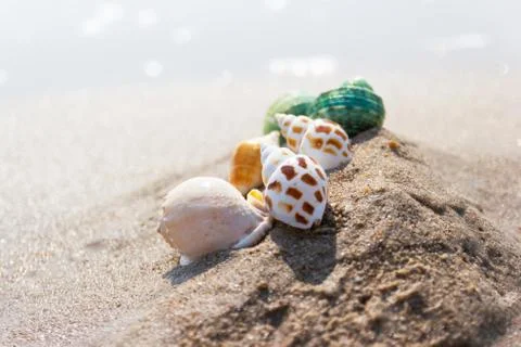 Shells on the beach at the sea concept summer for travel and holiday Photos