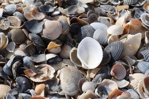 Shells on the beach sea summer background Stock Photos