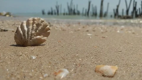 Shells on the beach with sea Wave Rolling onto Sandy Shore Stock Footage 264959010