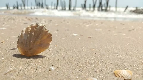 Shells on the beach with sea Wave Rolling onto Sandy Shore Stock Footage 264959020