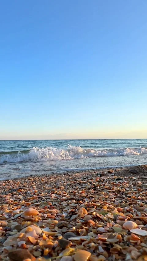 Shells on the beach with sea waves in the background.  Stock Footage 305871826
