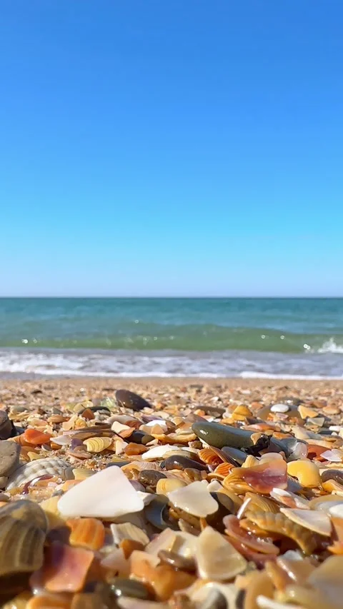 Shells on the beach with sea waves in the background.  Stock Footage 305872863
