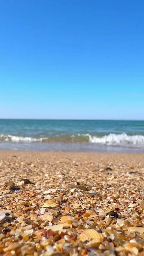 Shells on the beach with sea waves in the background.  Stock Footage 305873166
