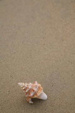 Shells beach spa ocean Stock Photos