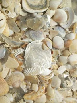 Shells on the beach ,sun , calm. Stockfoto's