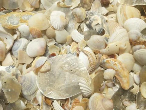 Shells on the beach ,sun , calm. Stock Photos