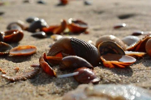 Shells Beach sun Sea Beach Water Nature Фото