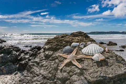 Shells on the beach Thousand of different kind Stockfoto's
