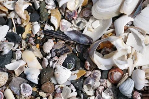  Shells on the beach Thousand of different kind Stock Photos