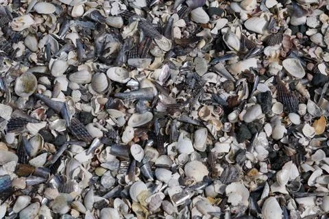  Shells on the beach Thousand of different kind Stock Photos