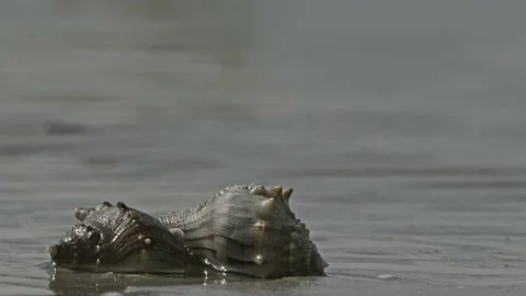Shells On Beach Tripod 4k 库存影片 205321654