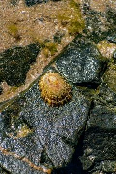 Shells on the beach when the sea has withdrawn, Brittany, france Foto stock
