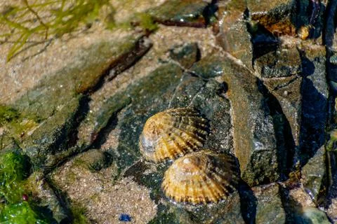 Shells on the beach when the sea has withdrawn, Brittany, france Foto stock