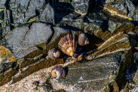 Shells on the beach when the sea has withdrawn, Brittany, france 库存照片