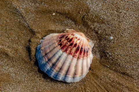Shells on the beach when the sea has withdrawn, Brittany, france Foto stock