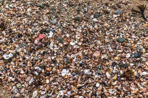Shells on the beach when the sea has withdrawn, Brittany, france 스톡 사진