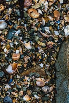 Shells on the beach when the sea has withdrawn, Brittany, france Foto stock