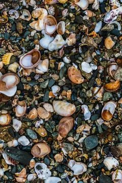 Shells on the beach when the sea has withdrawn, Brittany, france Foto stock
