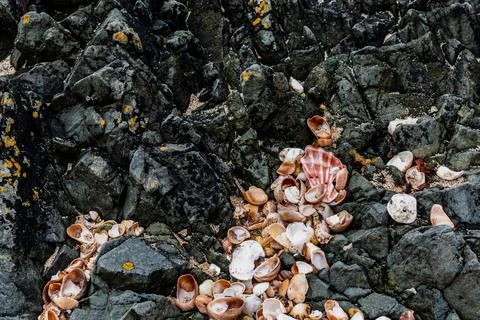 Shells on the beach when the sea has withdrawn, Brittany, france Stock Photos