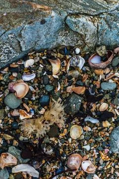 Shells on the beach when the sea has withdrawn, Brittany, france 스톡 사진