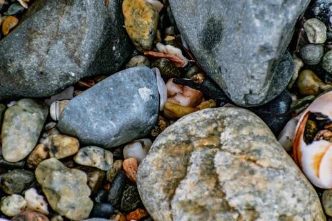 Shells on the beach when the sea has withdrawn, Brittany, france Foto stock
