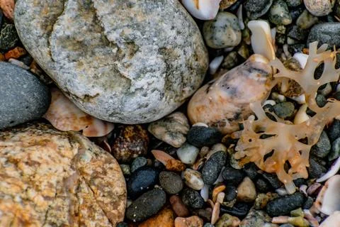 Shells on the beach when the sea has withdrawn, Brittany, france Foto stock