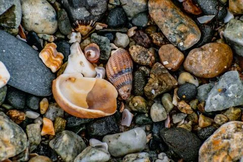 Shells on the beach when the sea has withdrawn, Brittany, france Foto stock
