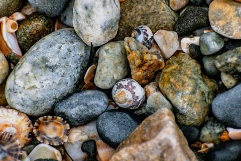 Shells on the beach when the sea has withdrawn, Brittany, france Foto stock