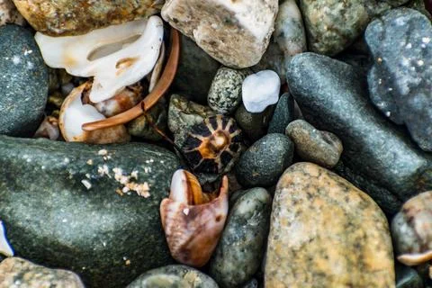 Shells on the beach when the sea has withdrawn, Brittany, france Foto stock