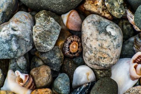 Shells on the beach when the sea has withdrawn, Brittany, france Foto stock