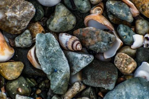 Shells on the beach when the sea has withdrawn, Brittany, france Stockfoto's
