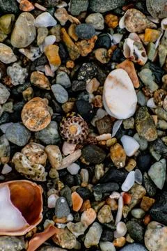 Shells on the beach when the sea has withdrawn, Brittany, france Foto stock