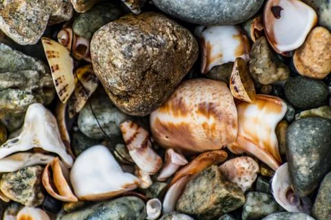 Shells on the beach when the sea has withdrawn, Brittany, france Stockfoto's
