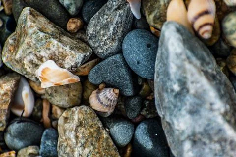 Shells on the beach when the sea has withdrawn, Brittany, france Foto stock