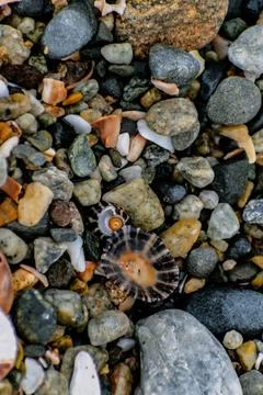 Shells on the beach when the sea has withdrawn, Brittany, france Stockfoto's