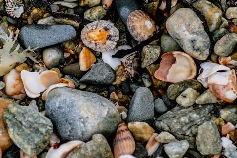 Shells on the beach when the sea has withdrawn, Brittany, france Foto stock