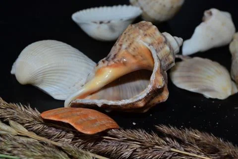 Shells on a black background Foto stock