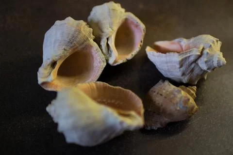 Shells of the Black Sea rapan on a black background Stock Photos