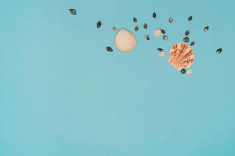 Shells on blue background. Minimal flat lay with copy space. Travel or summer 写真素材