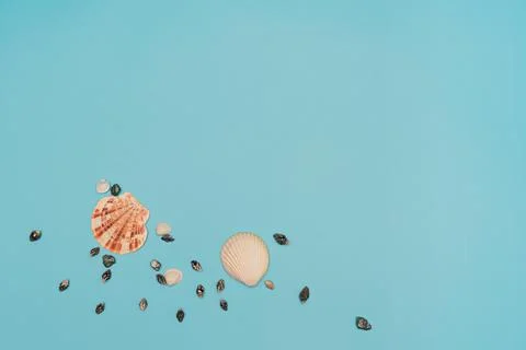 Shells on blue background. Minimal flat lay with copy space. Travel or summer 写真素材