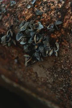 Shells on the bottom of a rusty boat Stock Photos